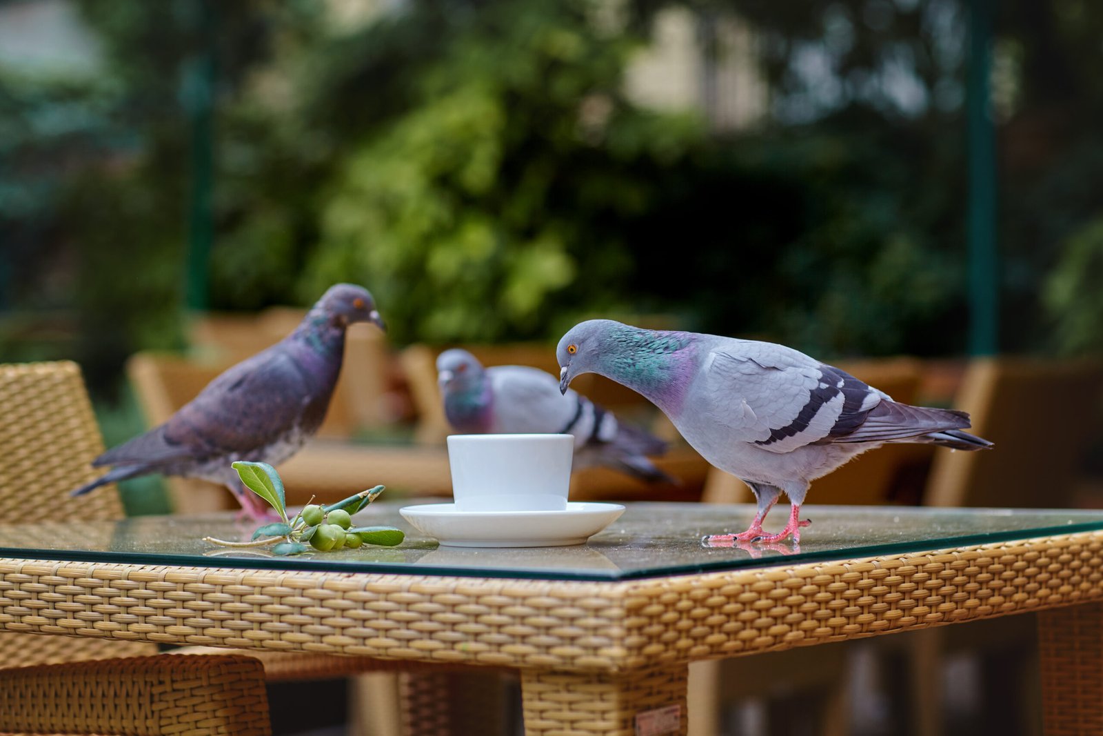 Comprehensive Bird Control Diagnosis