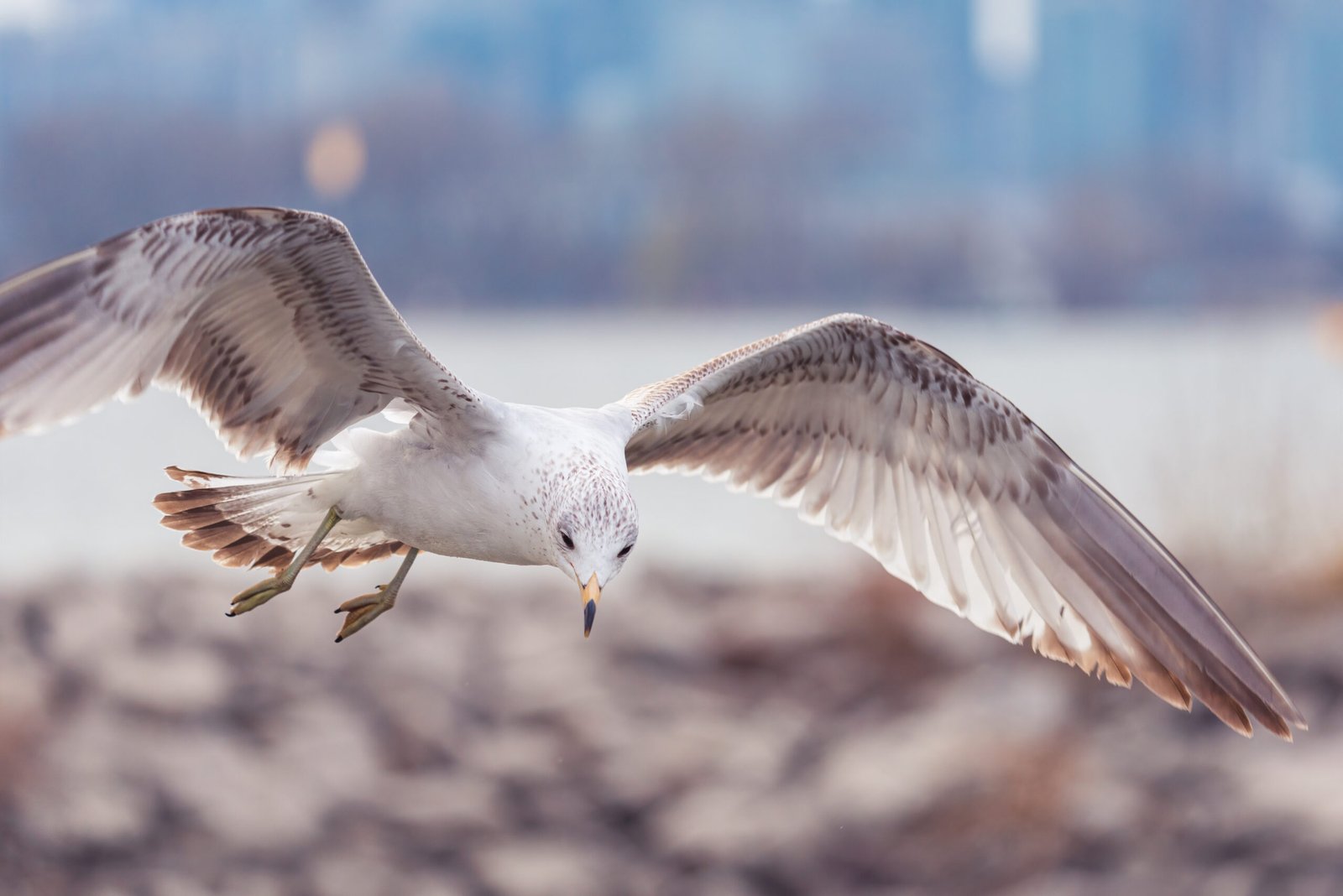 seagull-in-flight