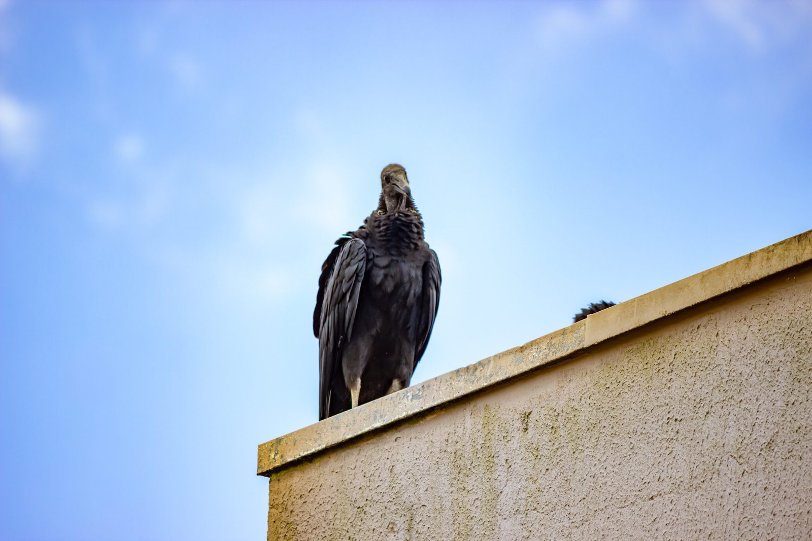 vulture-on-a-building