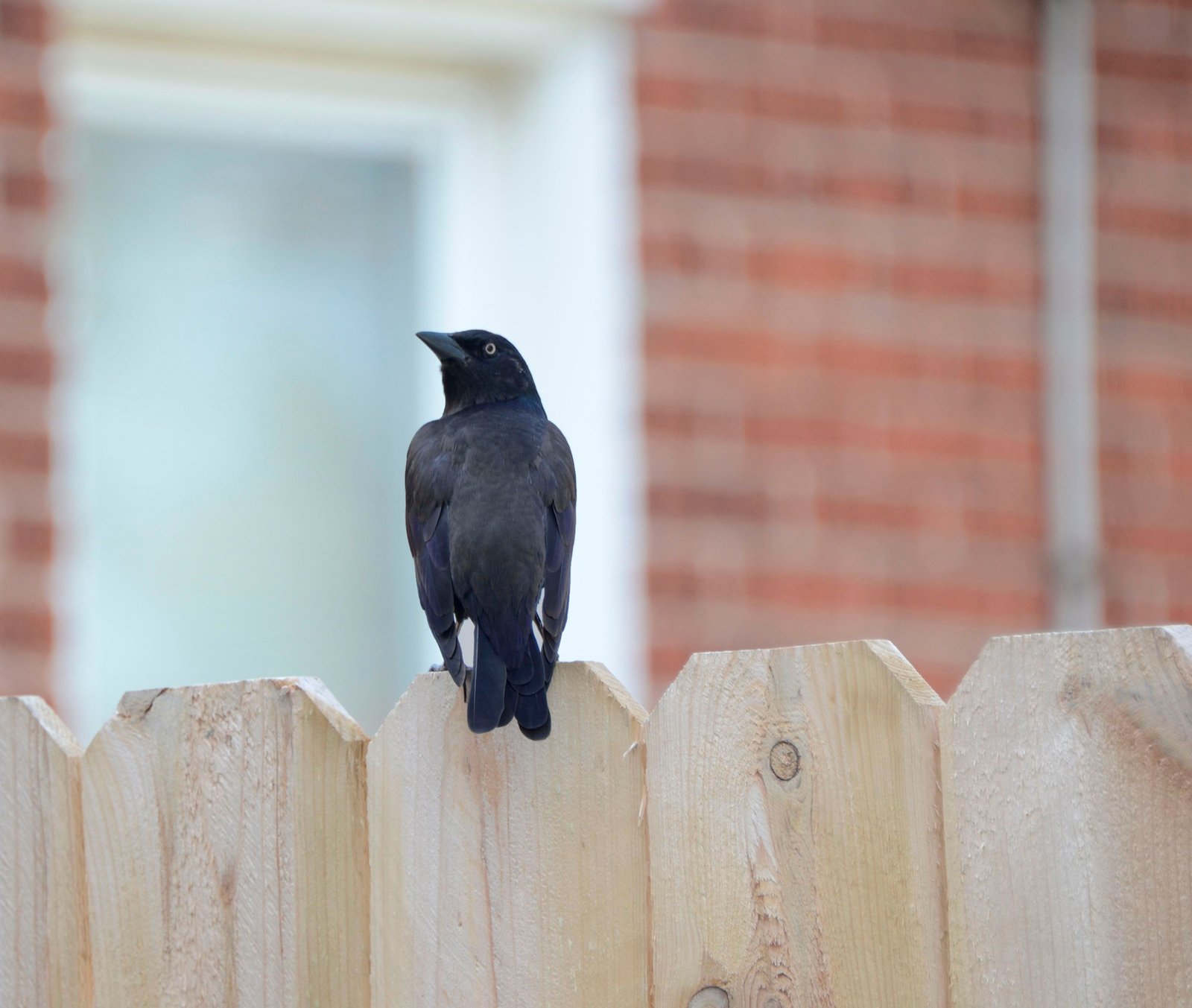 Kent County DE Bird Control Solutions