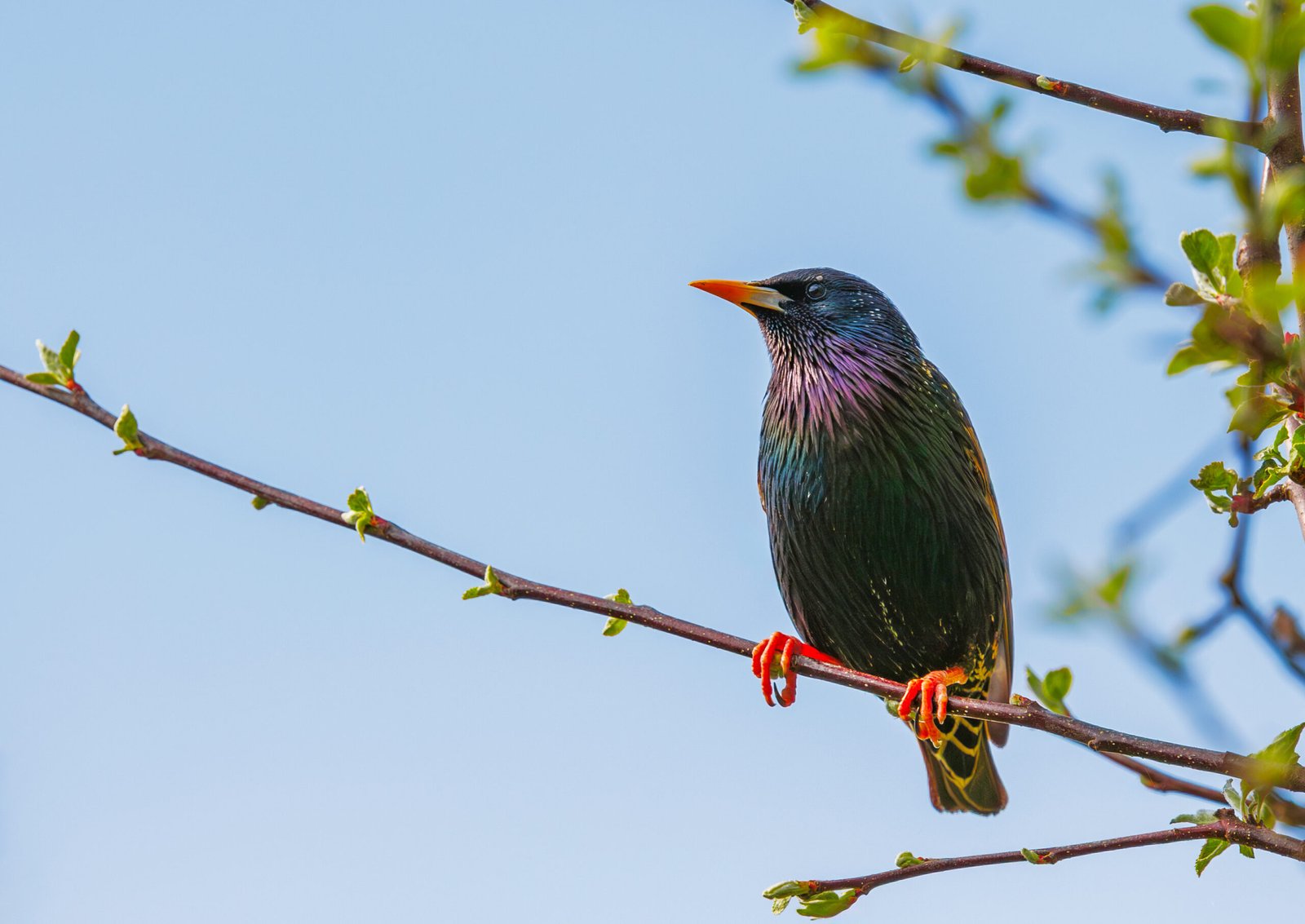Bird Poofing in New Jersey