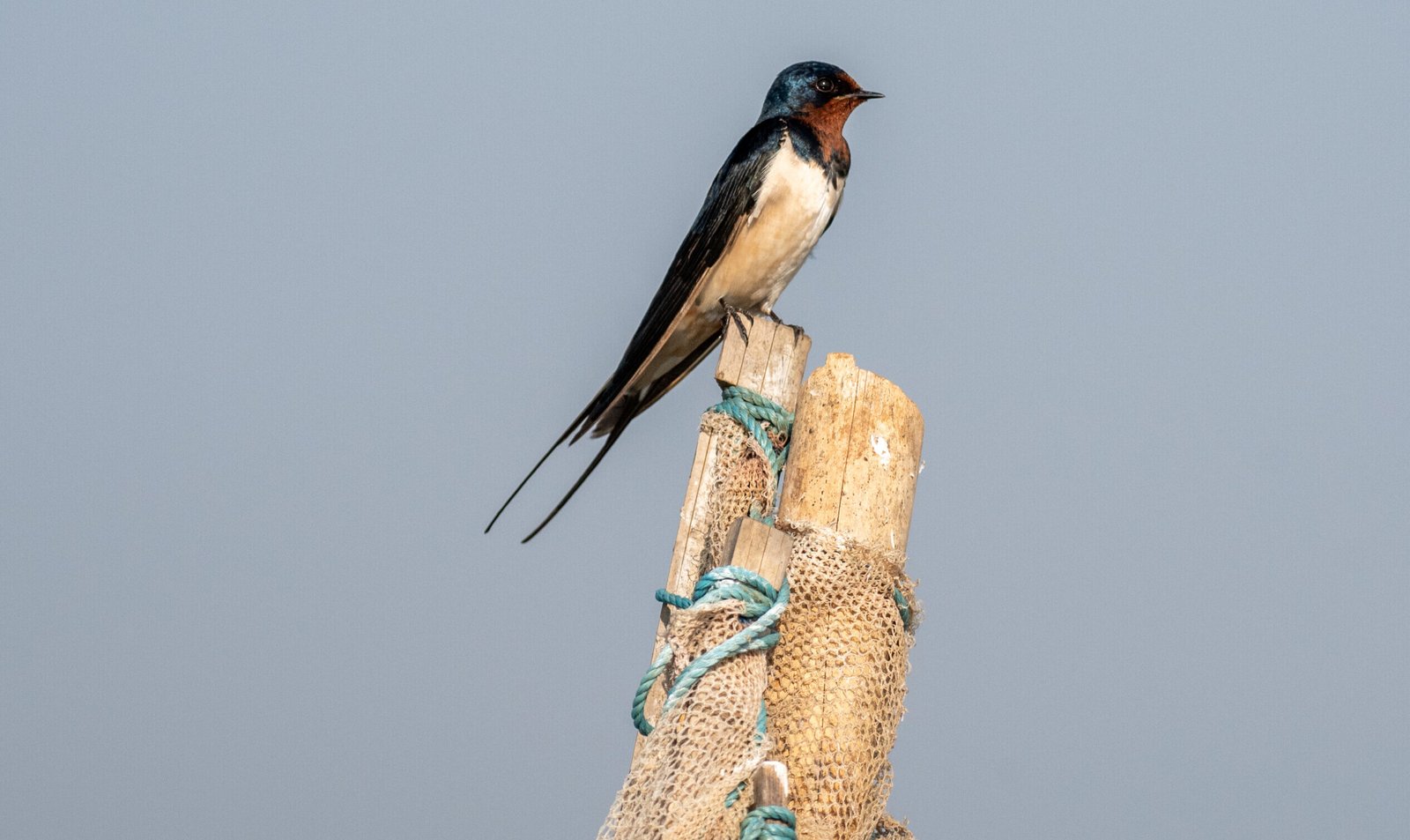 barn swallow Barn Swallow